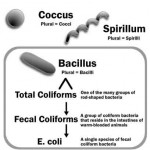 bacteria-Coliform Bacteria